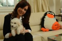 cfk-dog